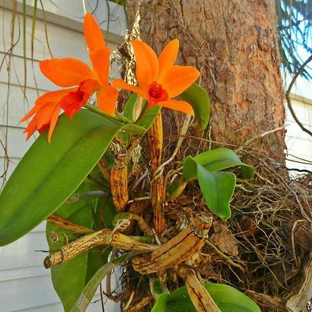 Pousada Orquideas Guaruja Luaran gambar